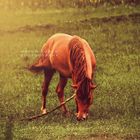 Brown horse eating fresh grass