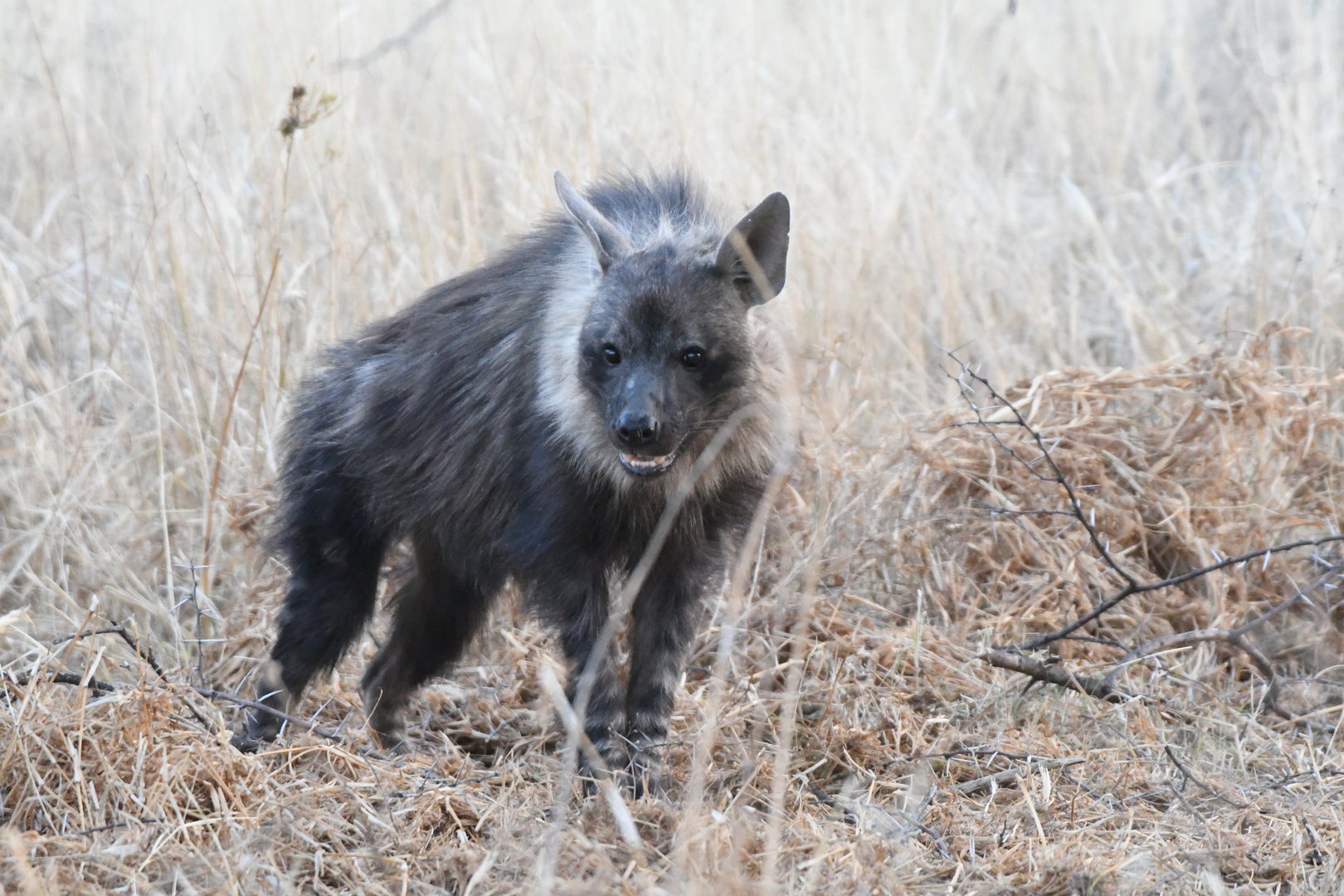 Brown hyena