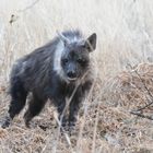 Brown hyena