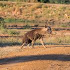 Brown Hyena