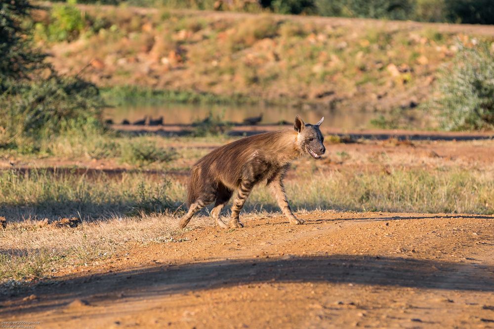 Brown Hyena