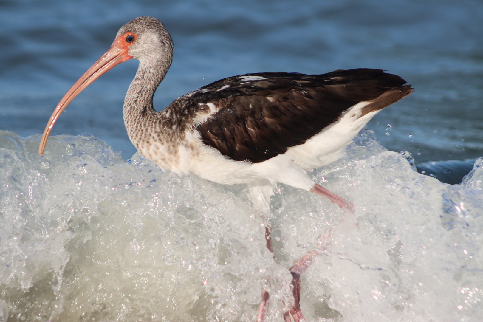 Brown Ibis