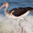 Brown Ibis