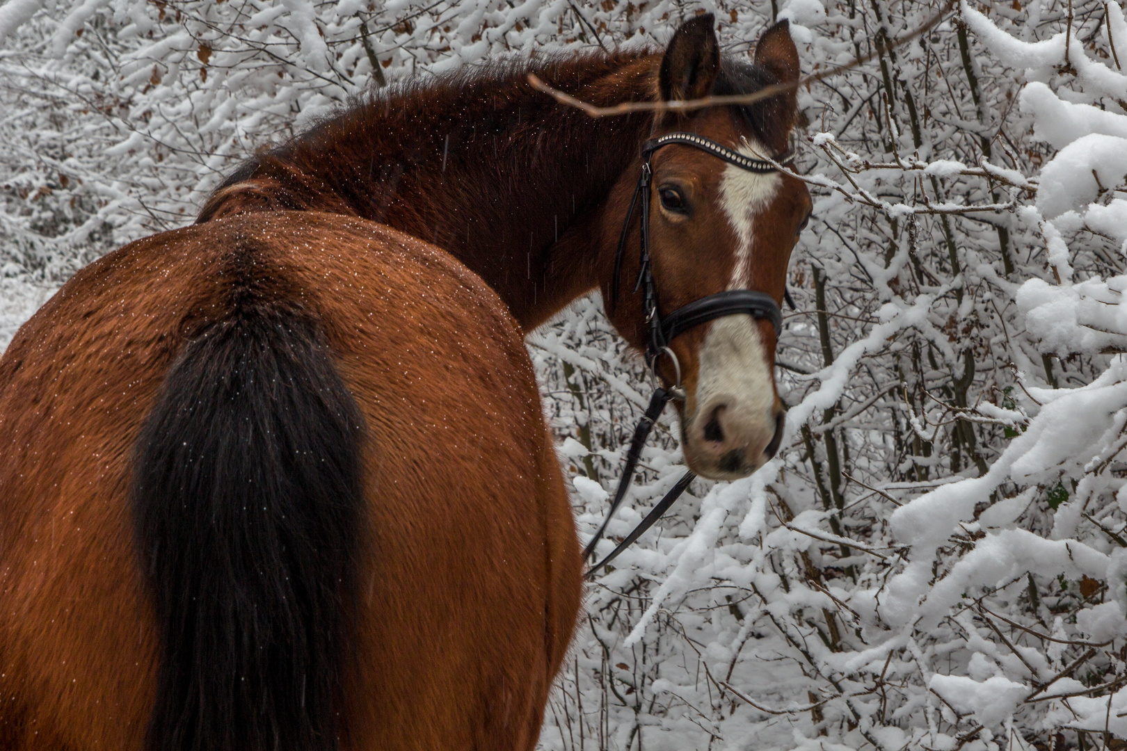 Brown in White