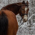 Brown in White