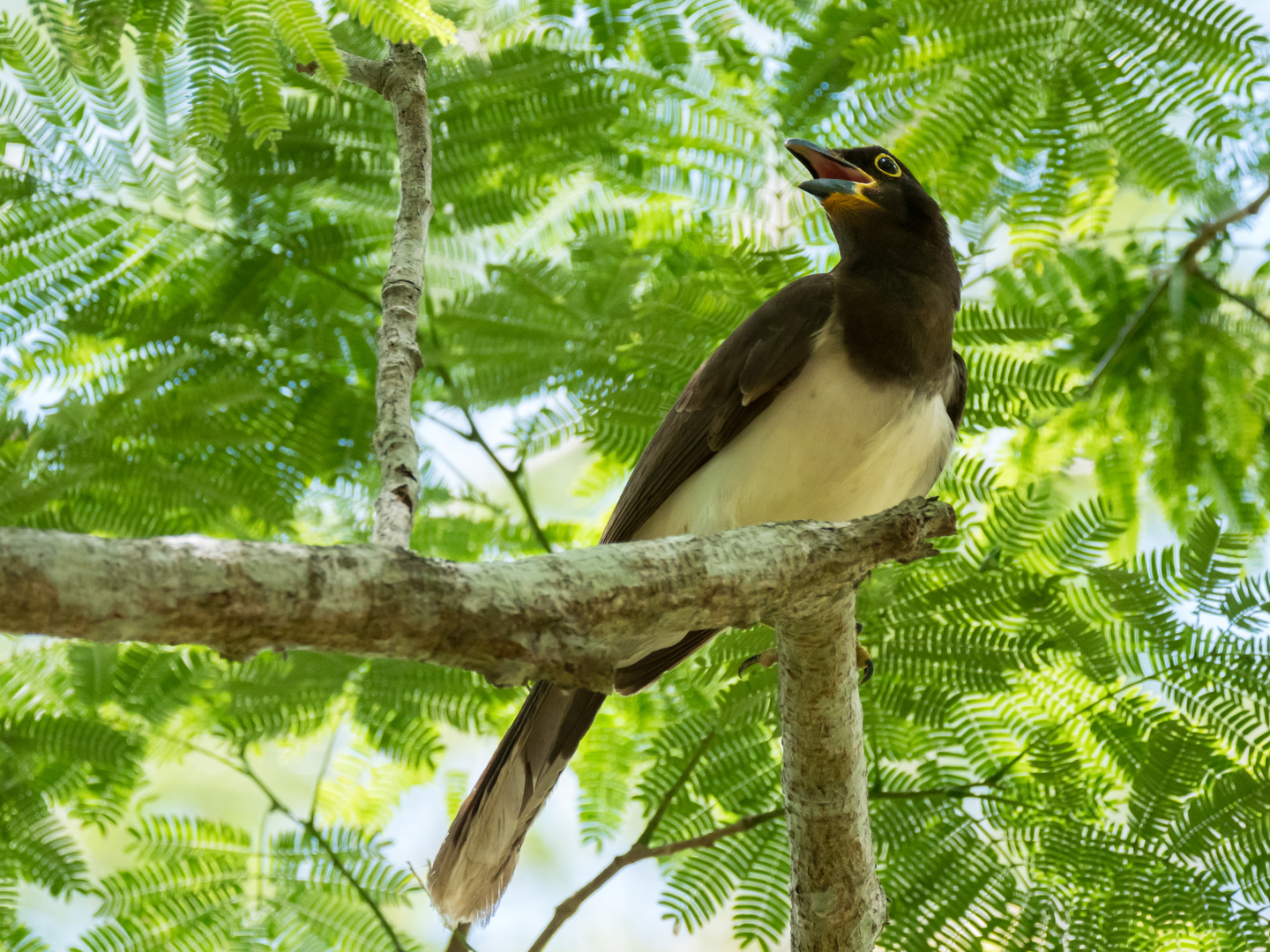 Brown Jay 