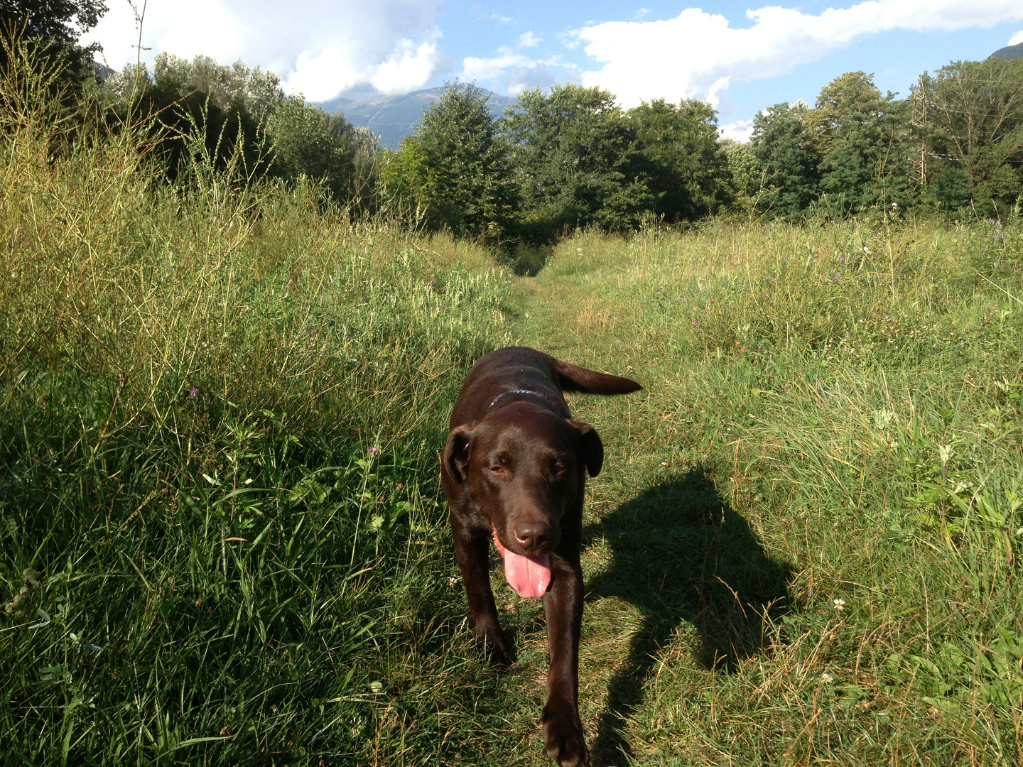 Brown Labbrador walking