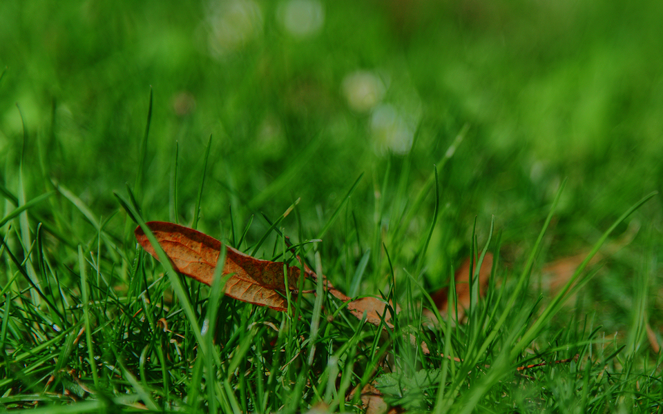 Brown leaf in the grass HDR