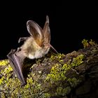 Brown long-eared bat (Plecotus auritus), Braunes Langohr