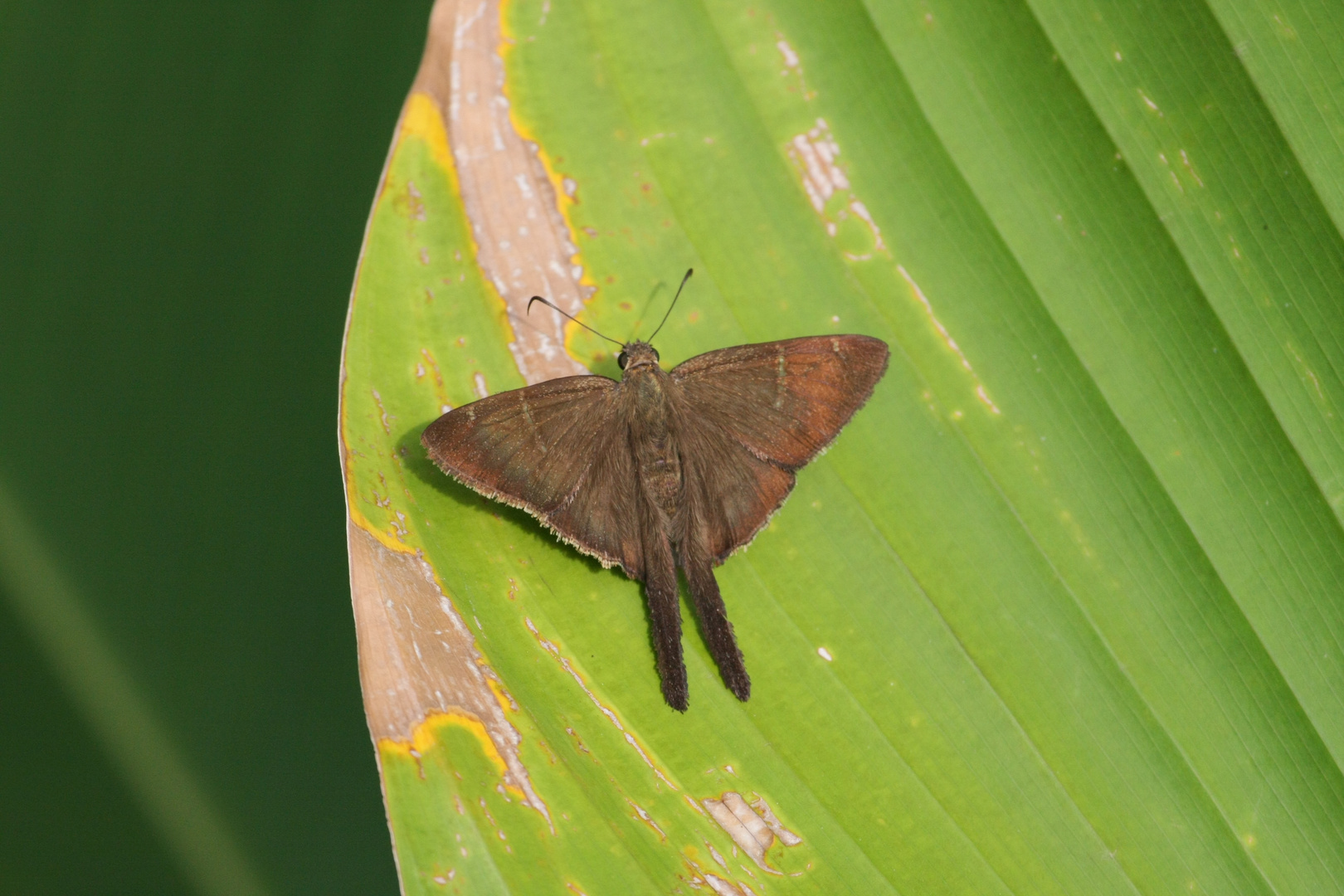 Brown Longtail