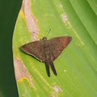 Brown Longtail