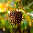 brown-oddball-tree-bulb-against-the-ligth