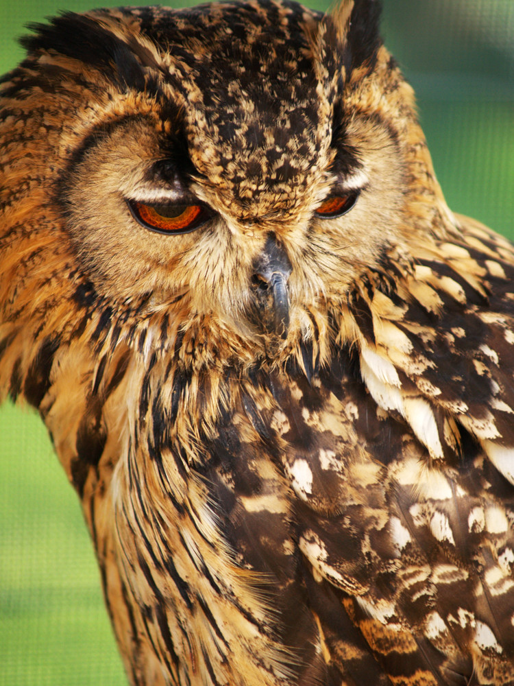 Brown Owl