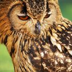 Brown Owl