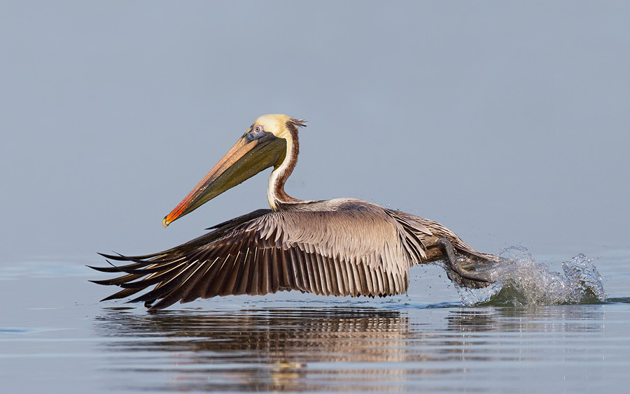 Brown pelican