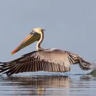 Brown pelican