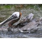 "Brown Pelican "