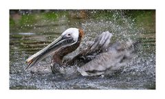 "Brown Pelican "