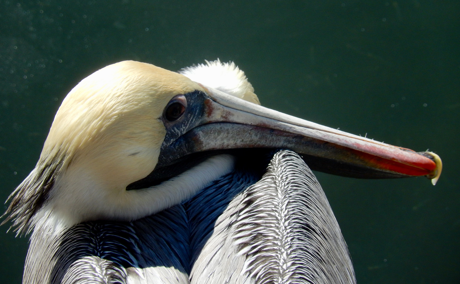 Brown Pelican 