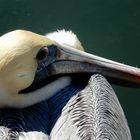 Brown Pelican 