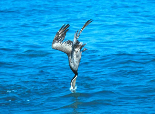 Brown Pelican