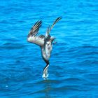 Brown Pelican