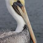 Brown Pelican