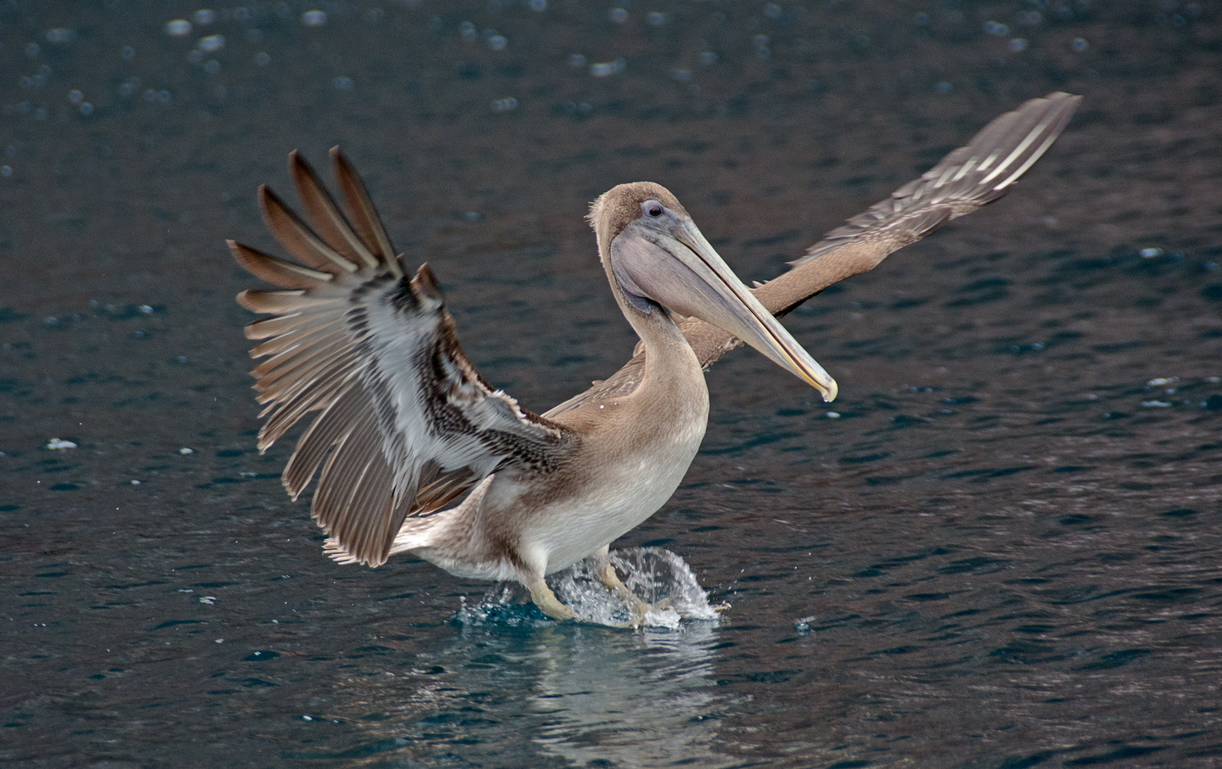 Brown Pelican