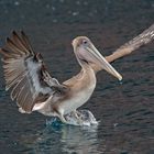 Brown Pelican