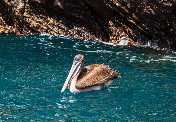 Brown Pelican.                                    DSC_8460