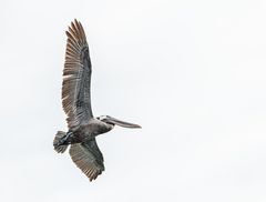 Brown Pelican im Flug.                      _DSC9607