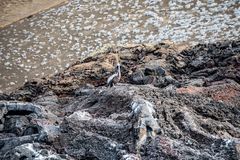 Brown Pelican in Bartolomes Landschaft.            _DSC9618