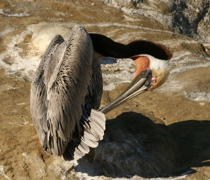 Brown Pelican, La Jolla Cove, San Diego, California