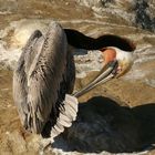 Brown Pelican, La Jolla Cove, San Diego, California