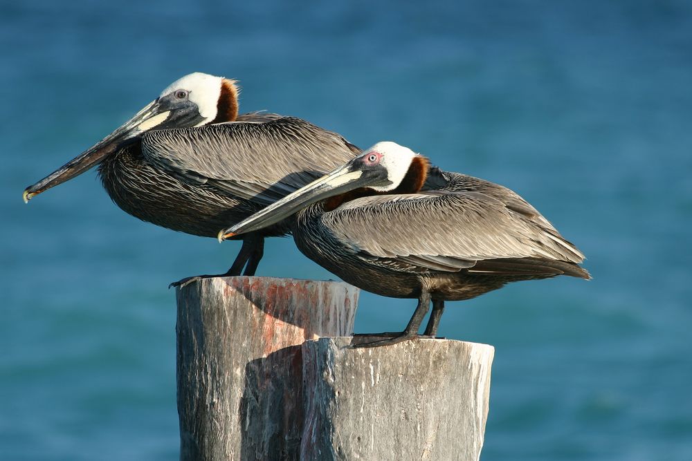 Brown Pelican (Pelecanus occidentalis)