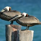 Brown Pelican (Pelecanus occidentalis)