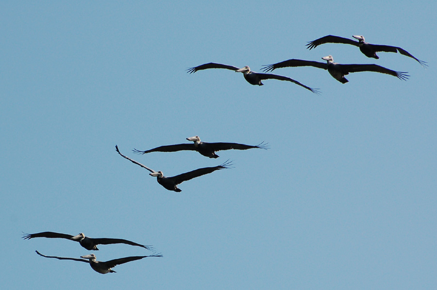 Brown Pelican - Pelecanus occidentalis (Braunpelikane) wie ich sie mag...