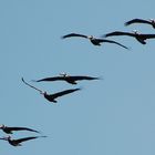 Brown Pelican - Pelecanus occidentalis (Braunpelikane) wie ich sie mag...