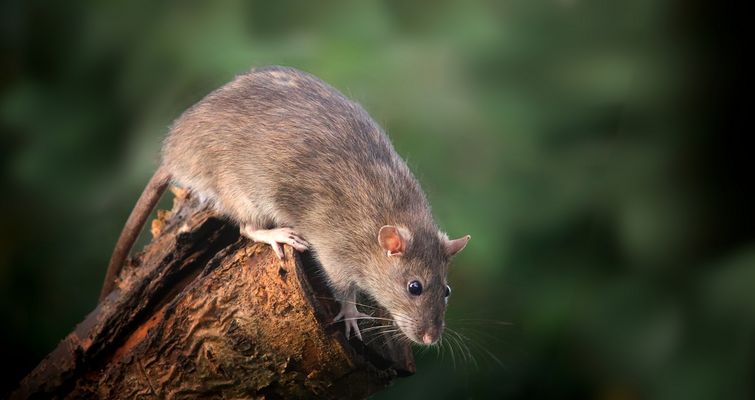 Brown Rat