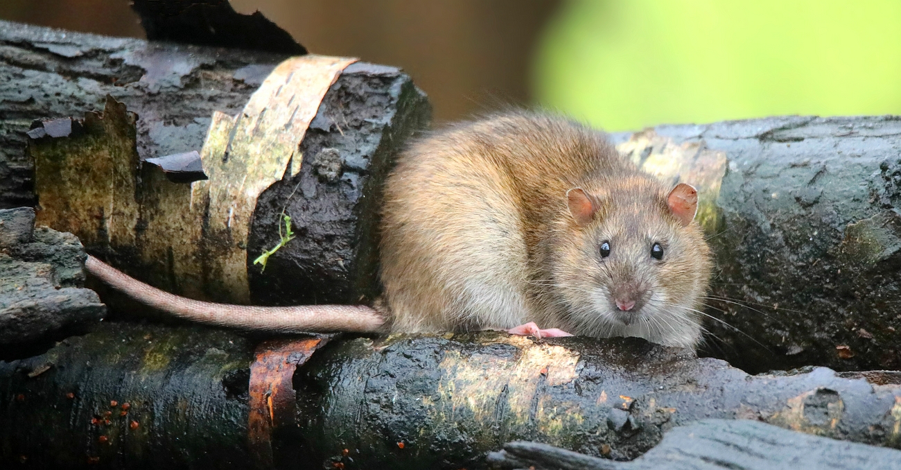 Brown Rat