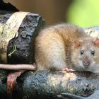 Brown Rat