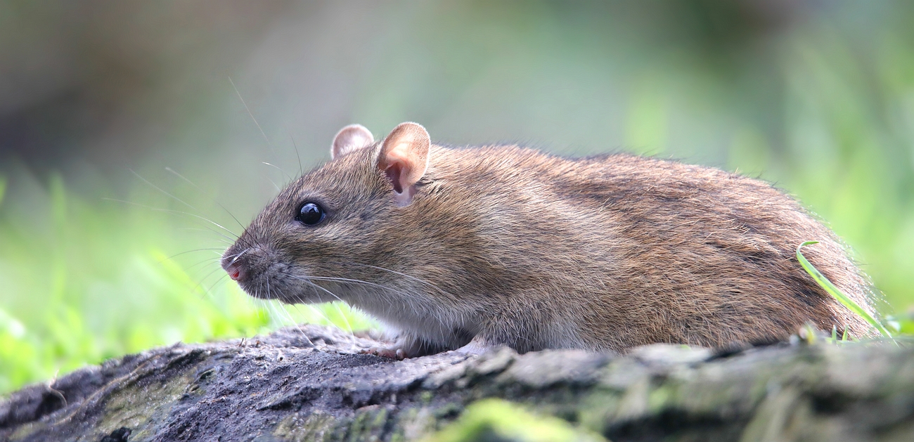 Brown Rat