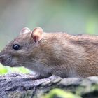 Brown Rat