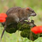 Brown Rat