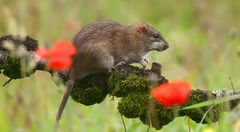 Brown Rat