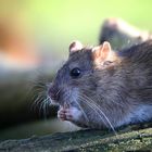 Brown Rat