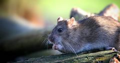 Brown Rat