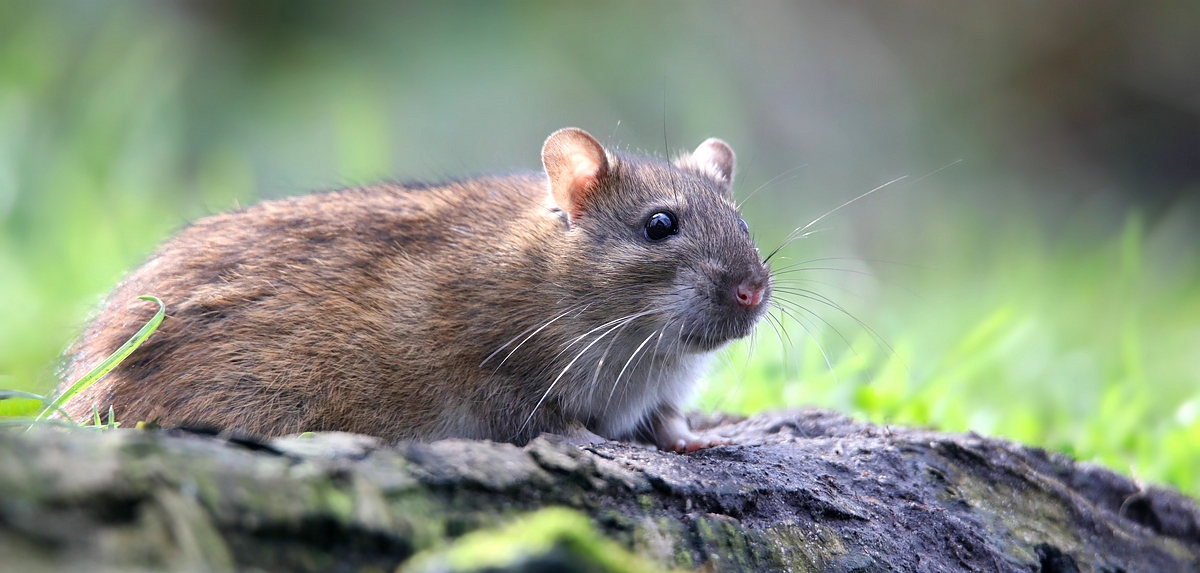 Brown Rat