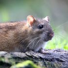 Brown Rat