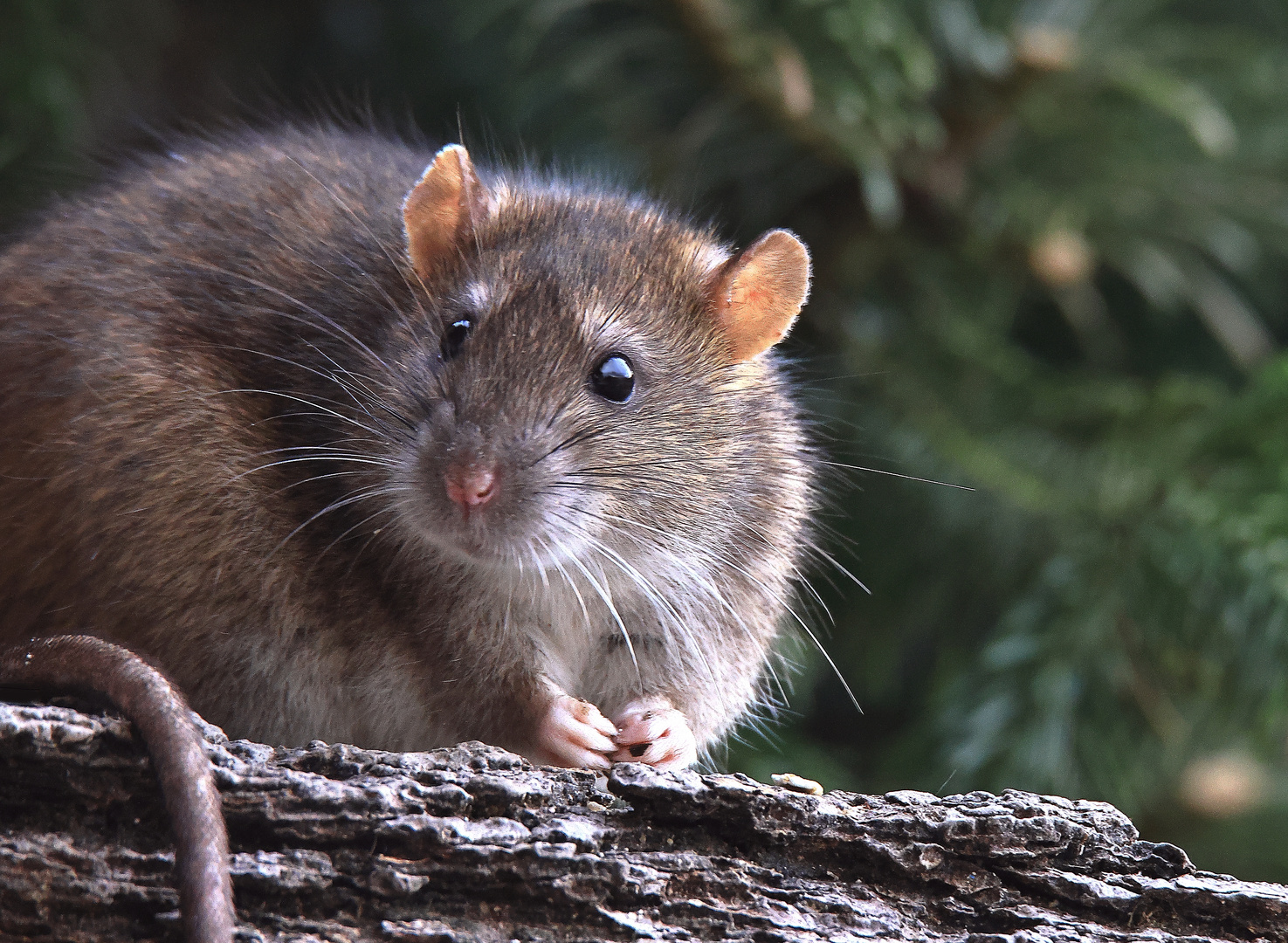 Brown Rat  Wanderratte - Rattus norvegicus